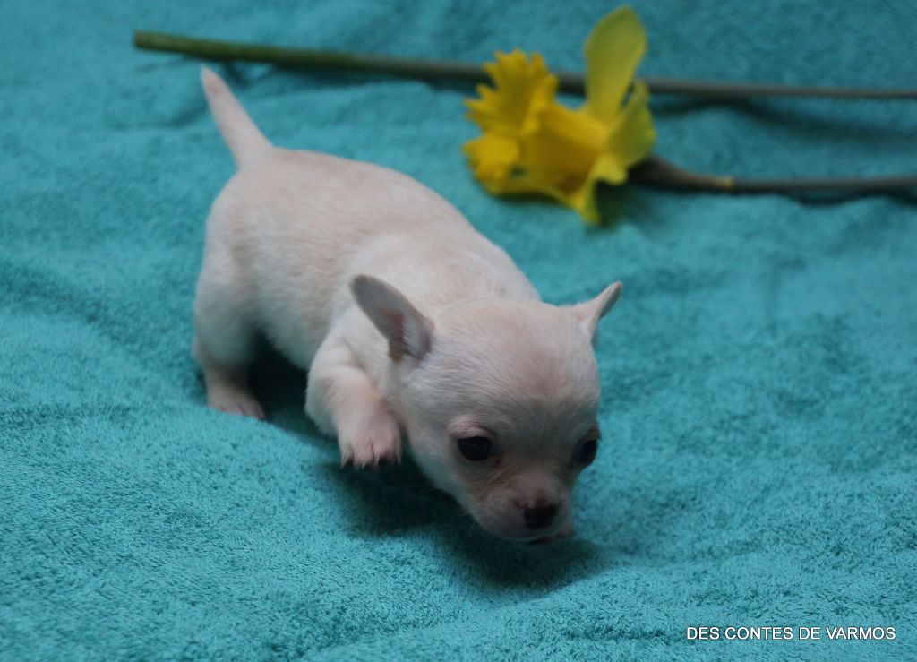 ULYS-TINO DES CONTES DE VARMOS