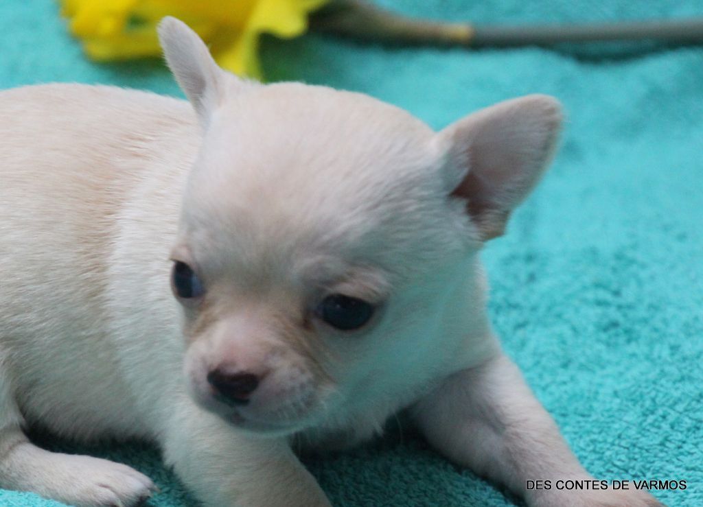 ULYS-TINO DES CONTES DE VARMOS