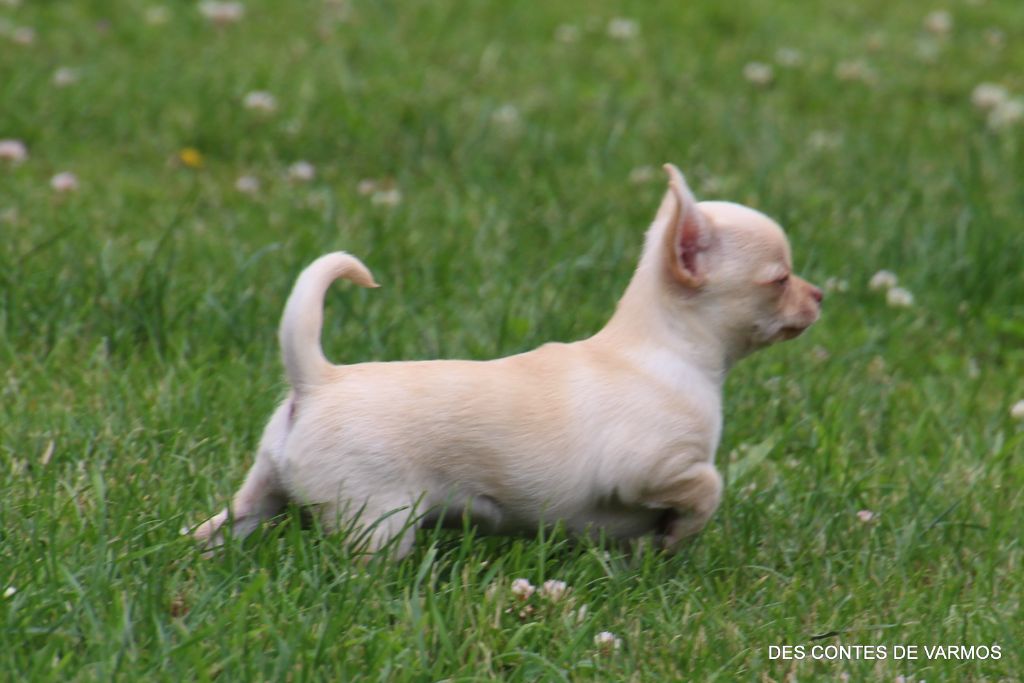 VAMOS DES CONTES DE VARMOS