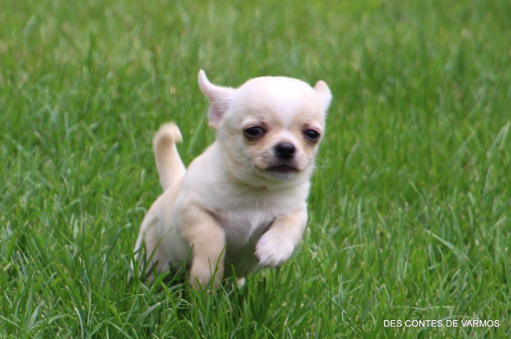 VASKO DES CONTES DE VARMOS