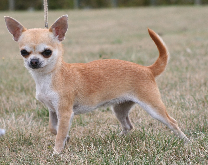 Dalli- (Sans Affixe) - 1 ER EXC CACIB CACS