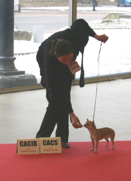 Dalli- (Sans Affixe) - CACIB CACS 1 er Excelent