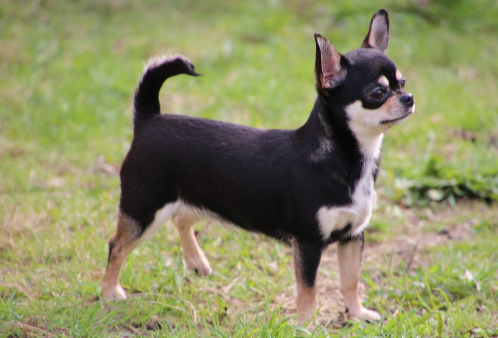 Little scarlet des contes de Varmos - 2 ème EXC