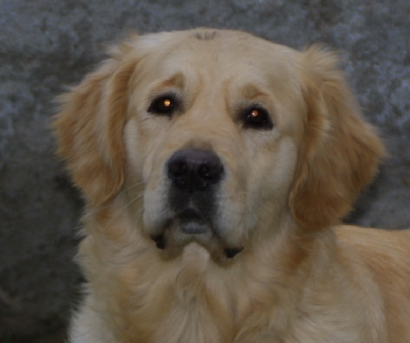Alshain de la Vallée des Brumes du Scorff - 4ième Excellente en classe ouverte femelle