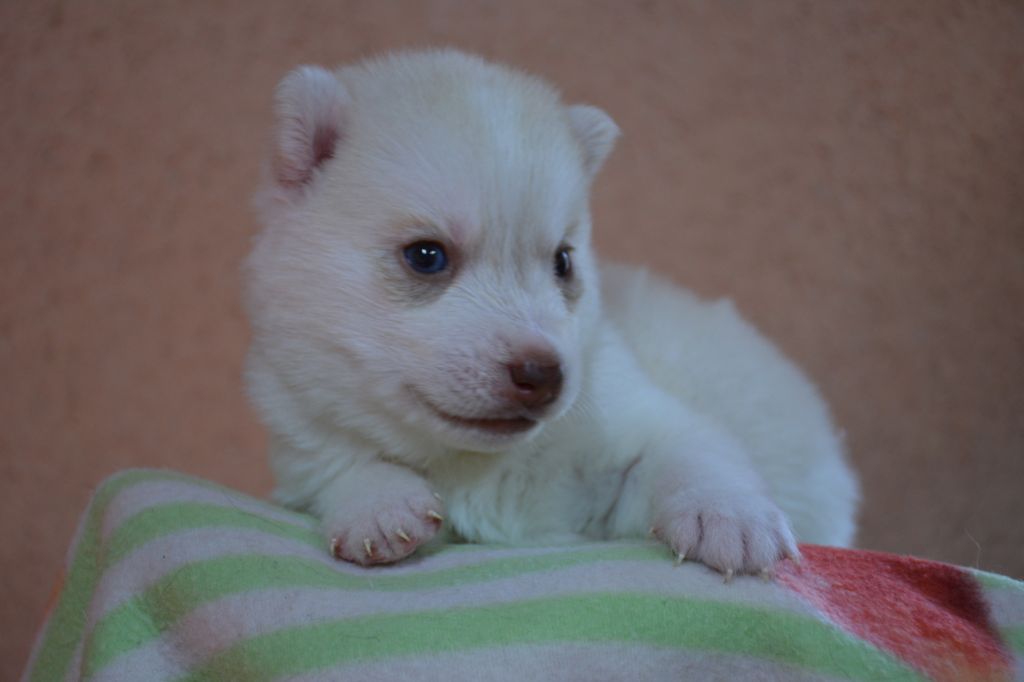 Chiot Siberian Husky, femelle disponible en Ile De France