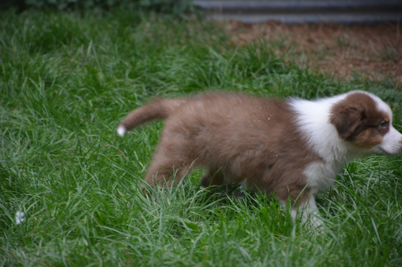 Berger Australien - du Domaine D'Eily