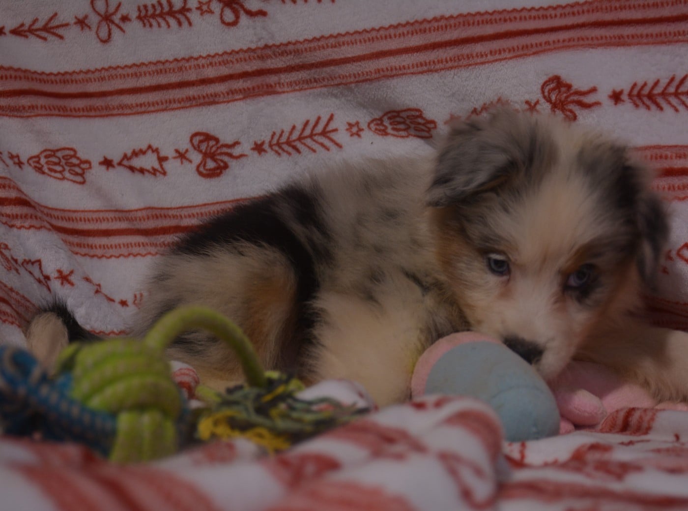 Berger Australien - du Domaine D'Eily