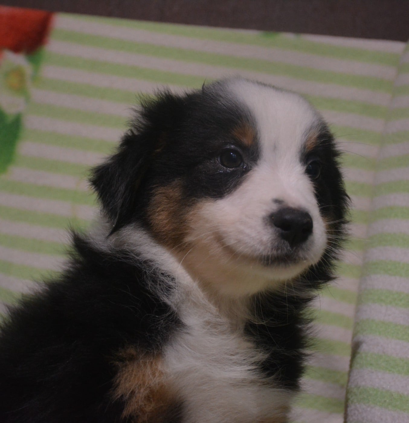 Berger Australien - du Domaine D'Eily