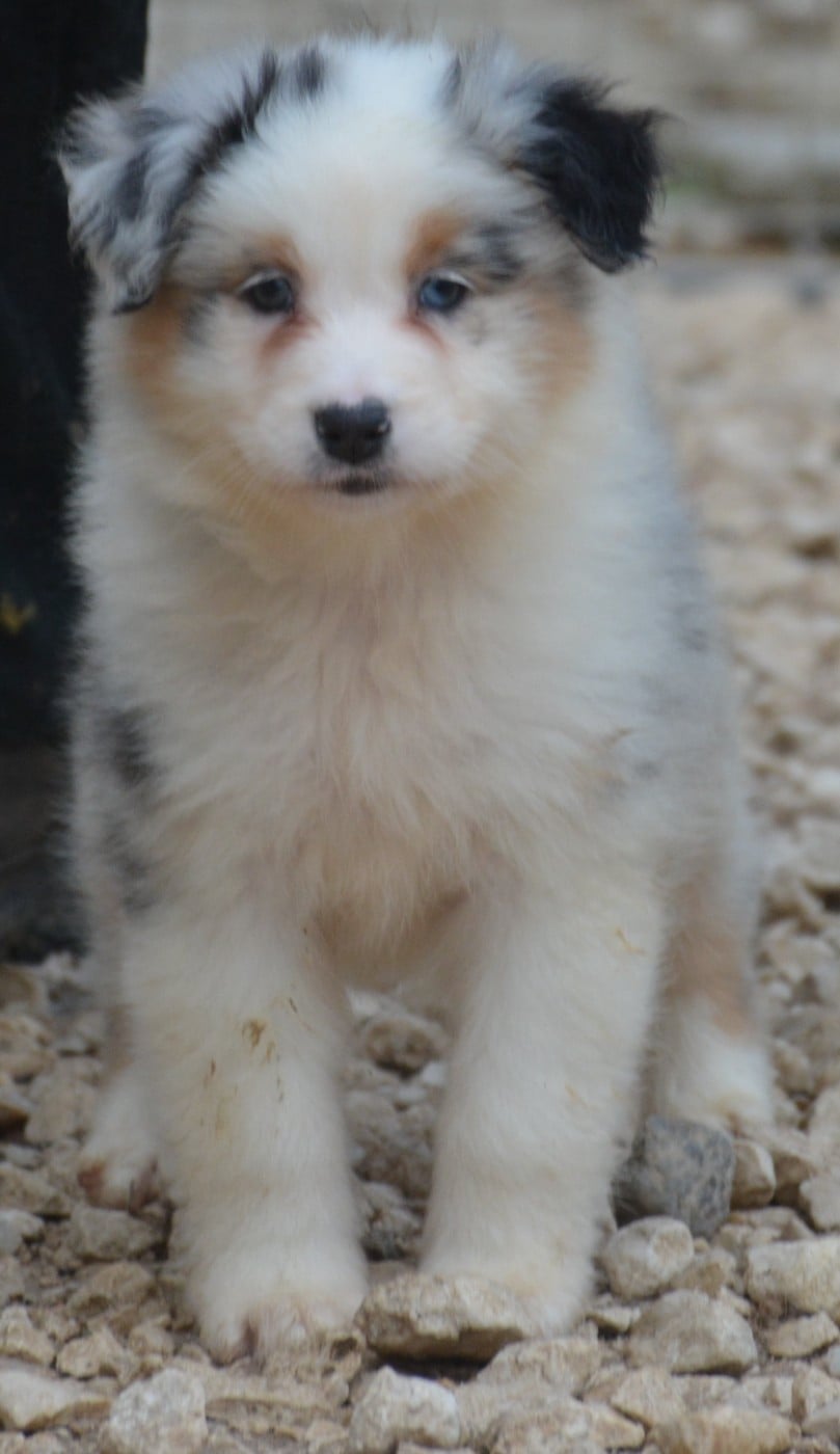 CHIOT 1 - Berger Australien