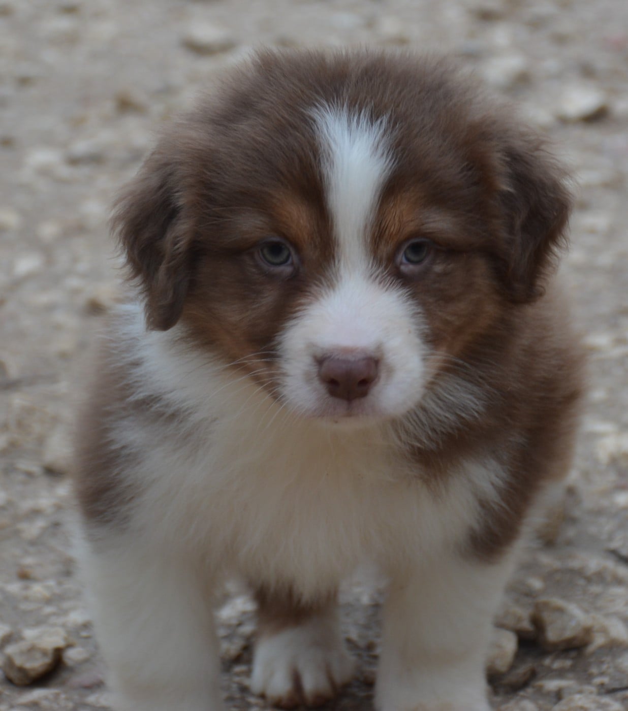 CHIOT 2 - Berger Australien