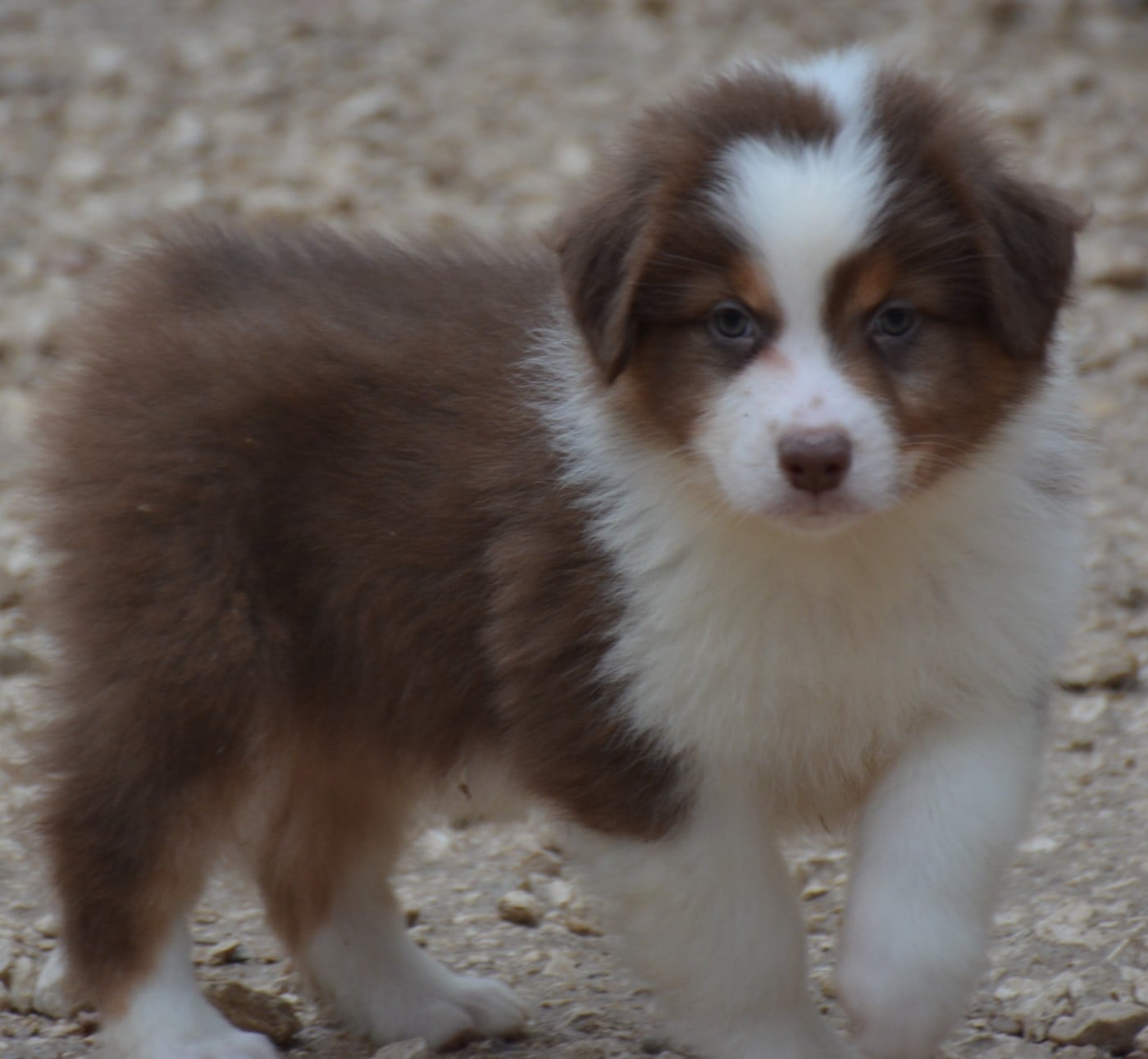 CHIOT 3 - Berger Australien