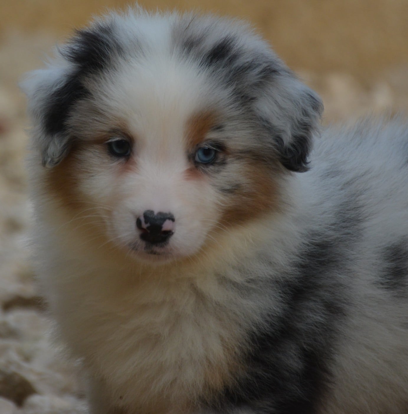 CHIOT 5 - Berger Australien