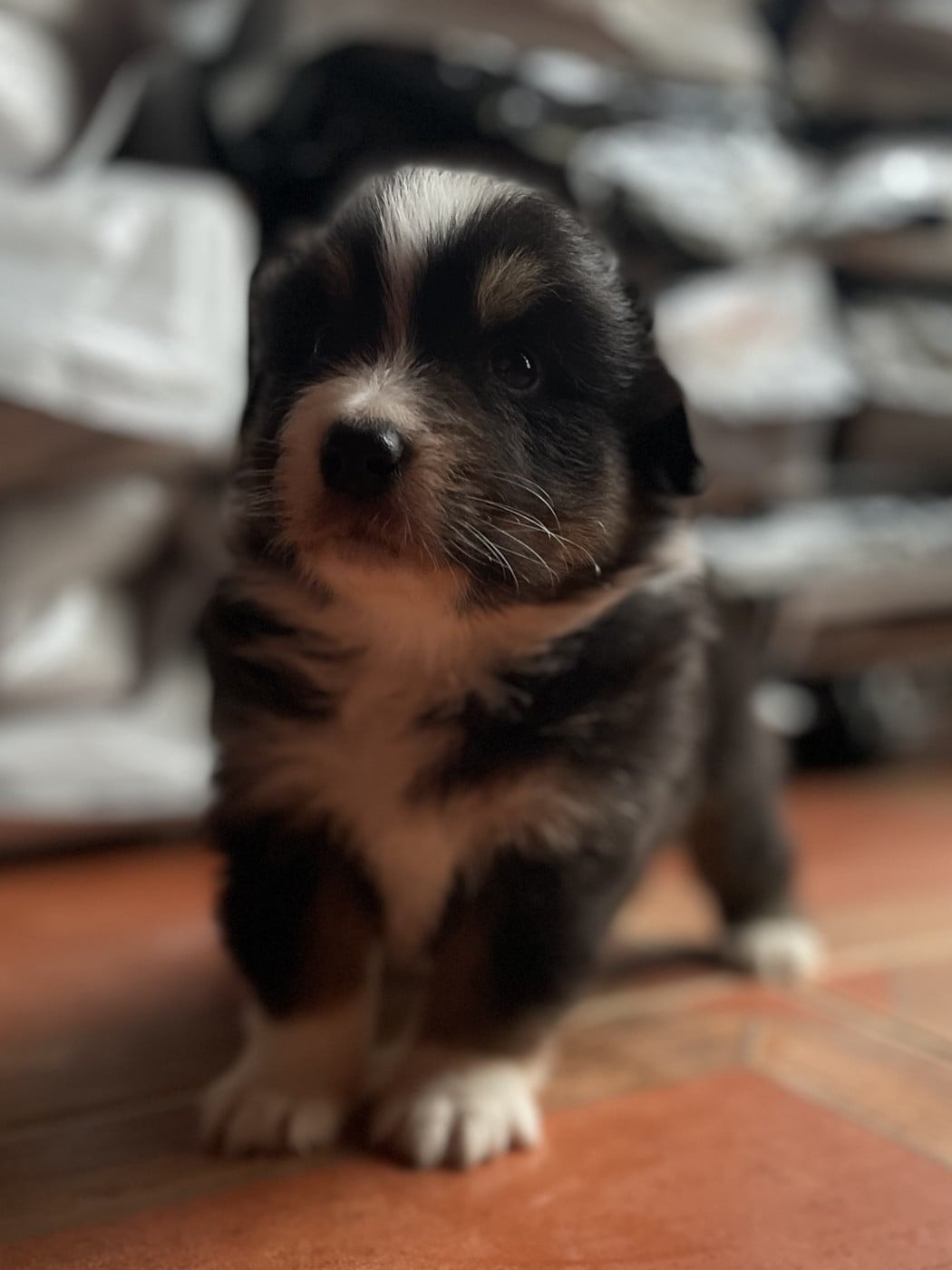 CHIOT 2 - Berger Australien