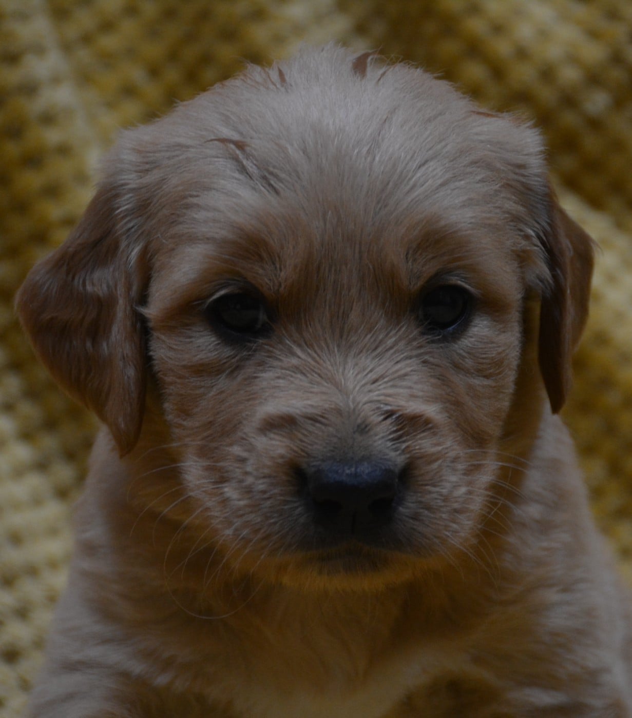 CHIOT 2 - Golden Retriever