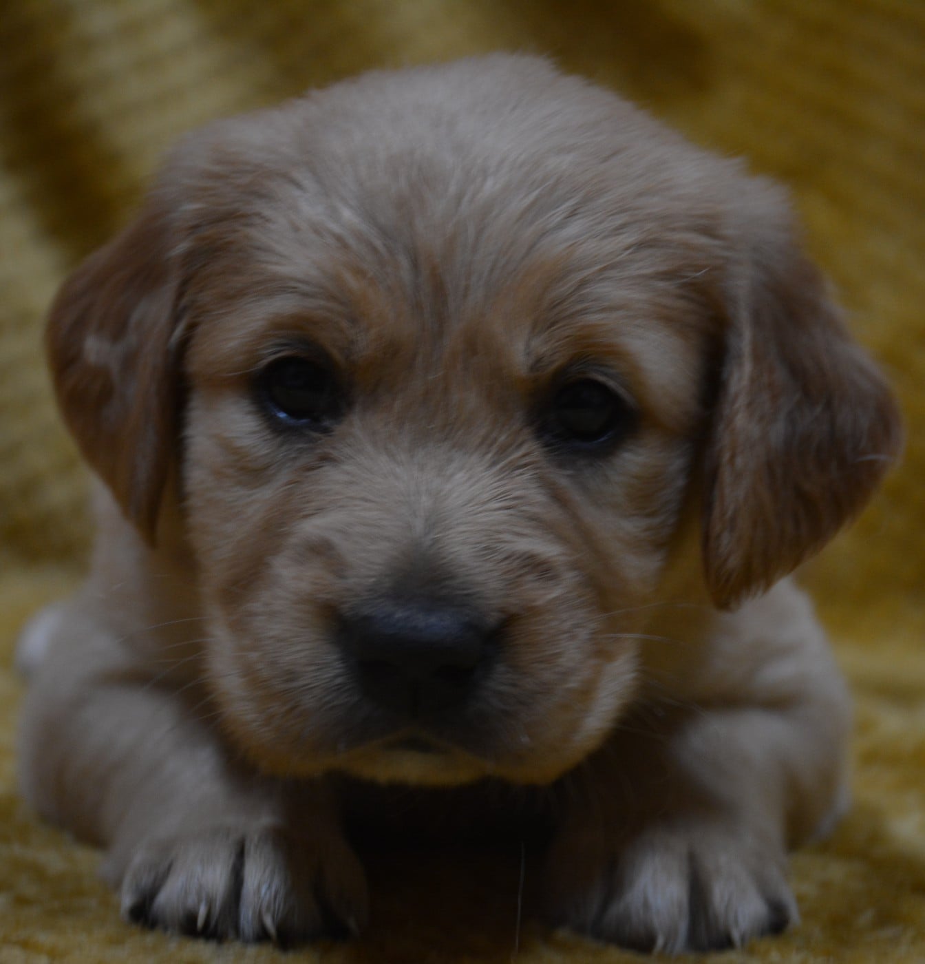 CHIOT 4 - Golden Retriever