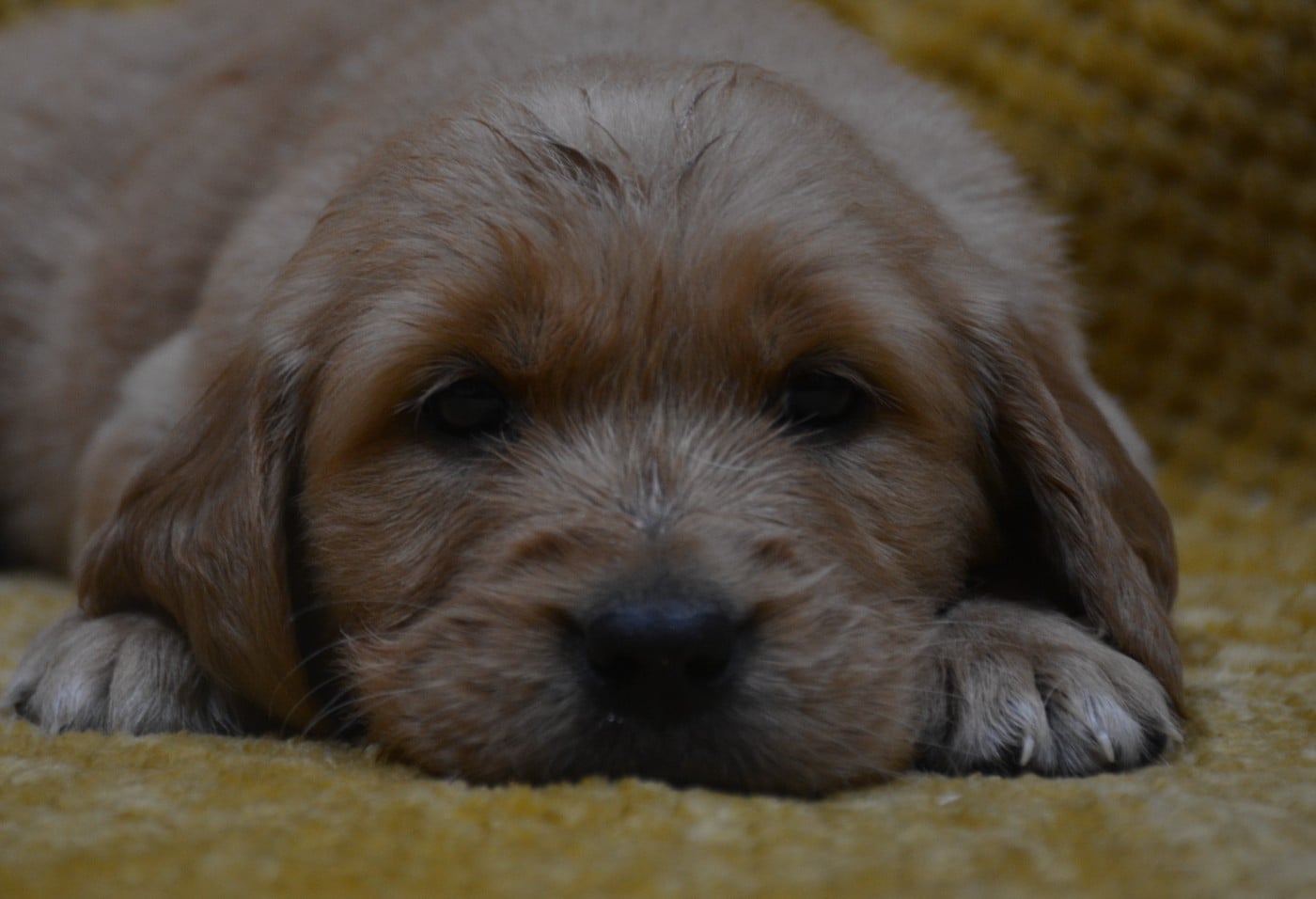 CHIOT 7 - Golden Retriever