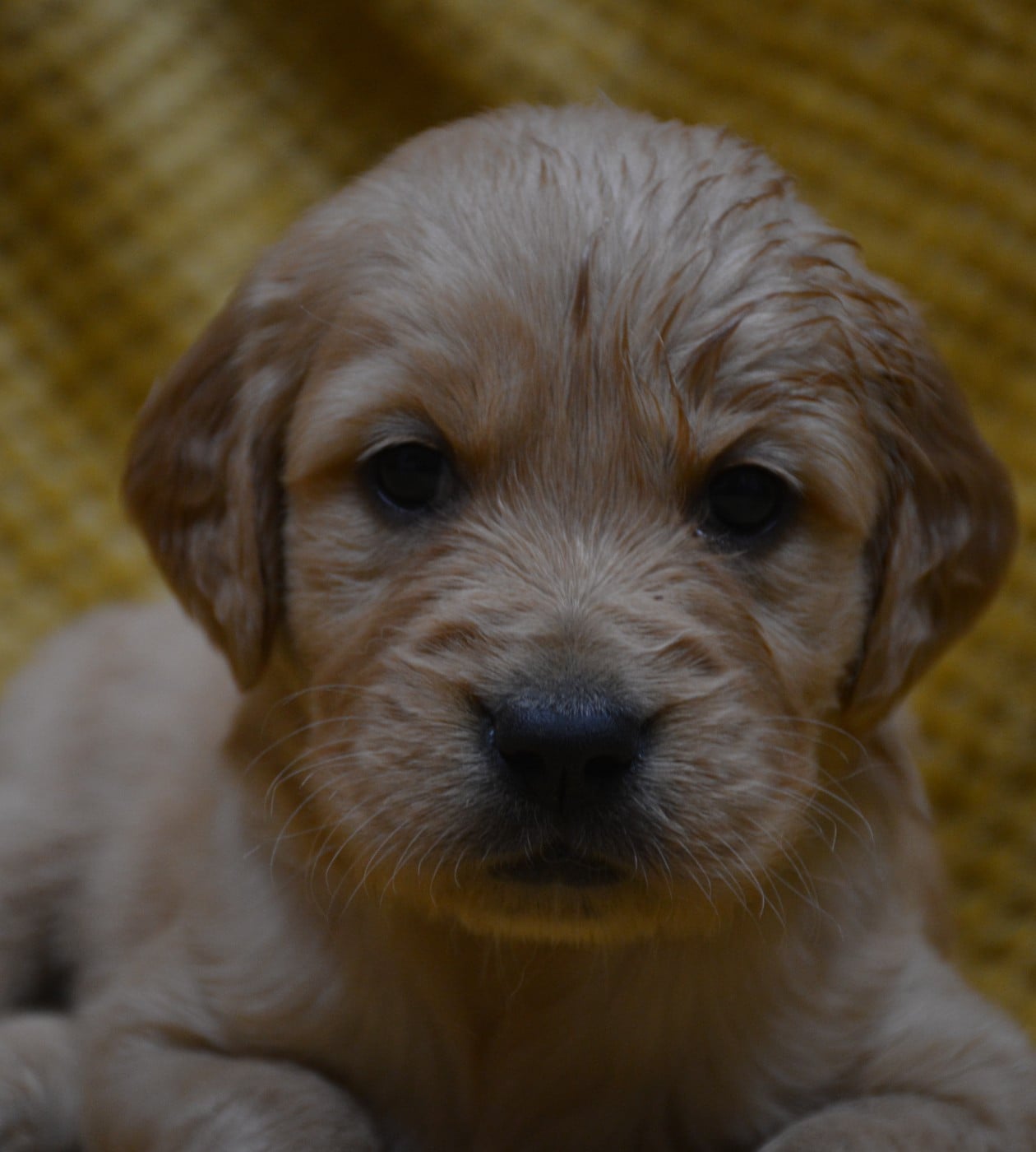 CHIOT 8 - Golden Retriever