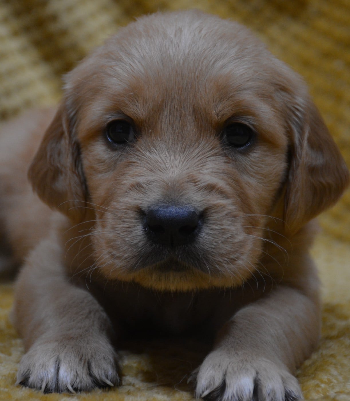 CHIOT 9 - Golden Retriever