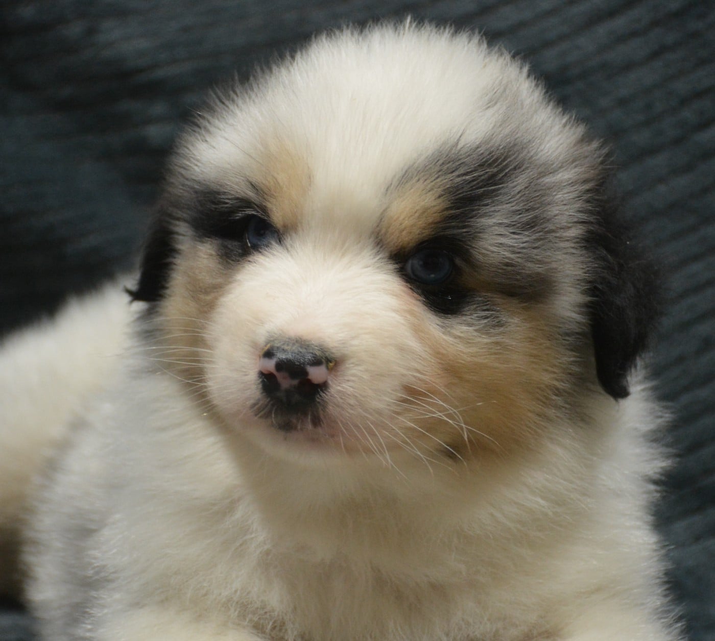 Berger Australien - du Domaine D'Eily