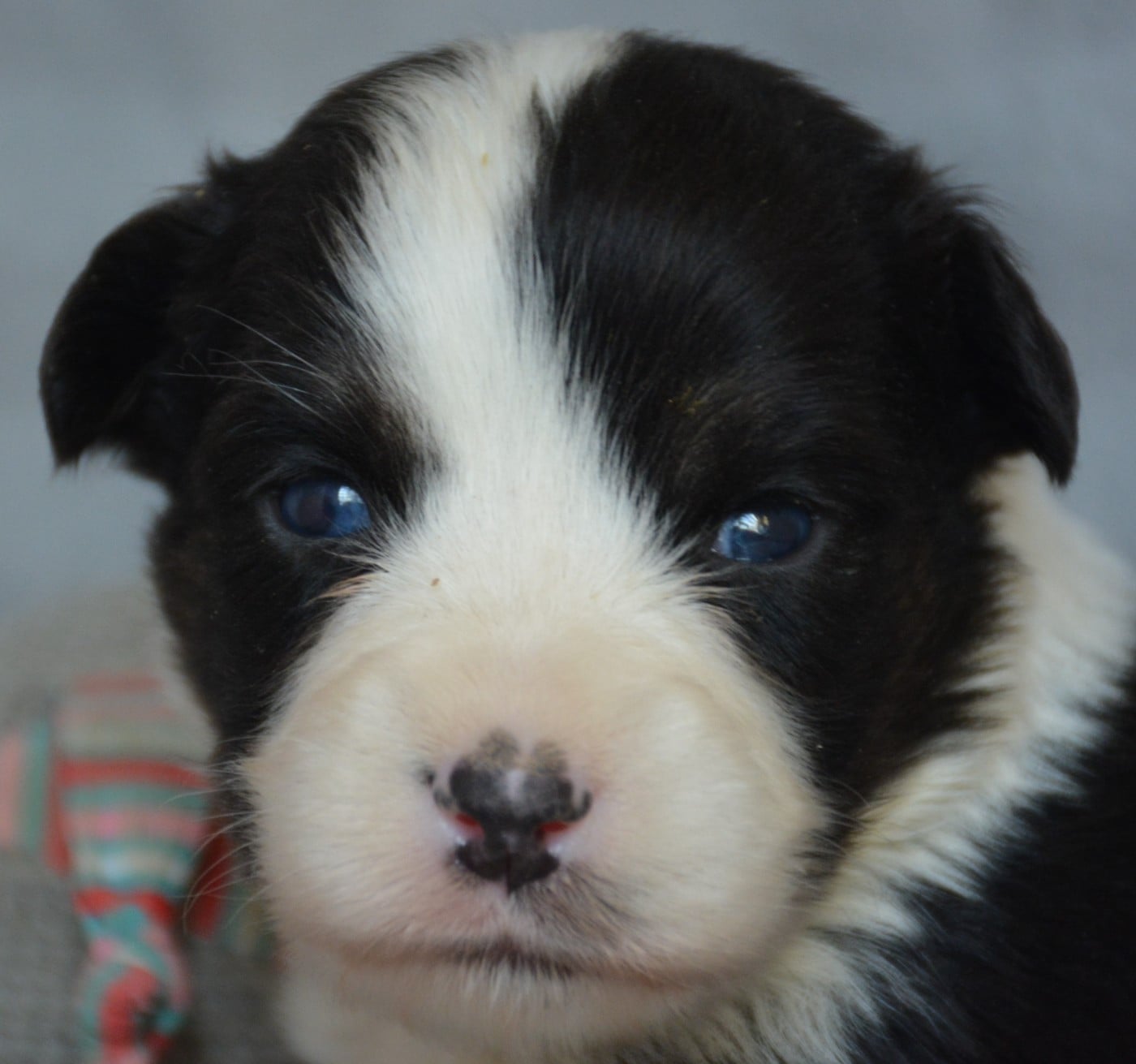 Chiot Berger Australien