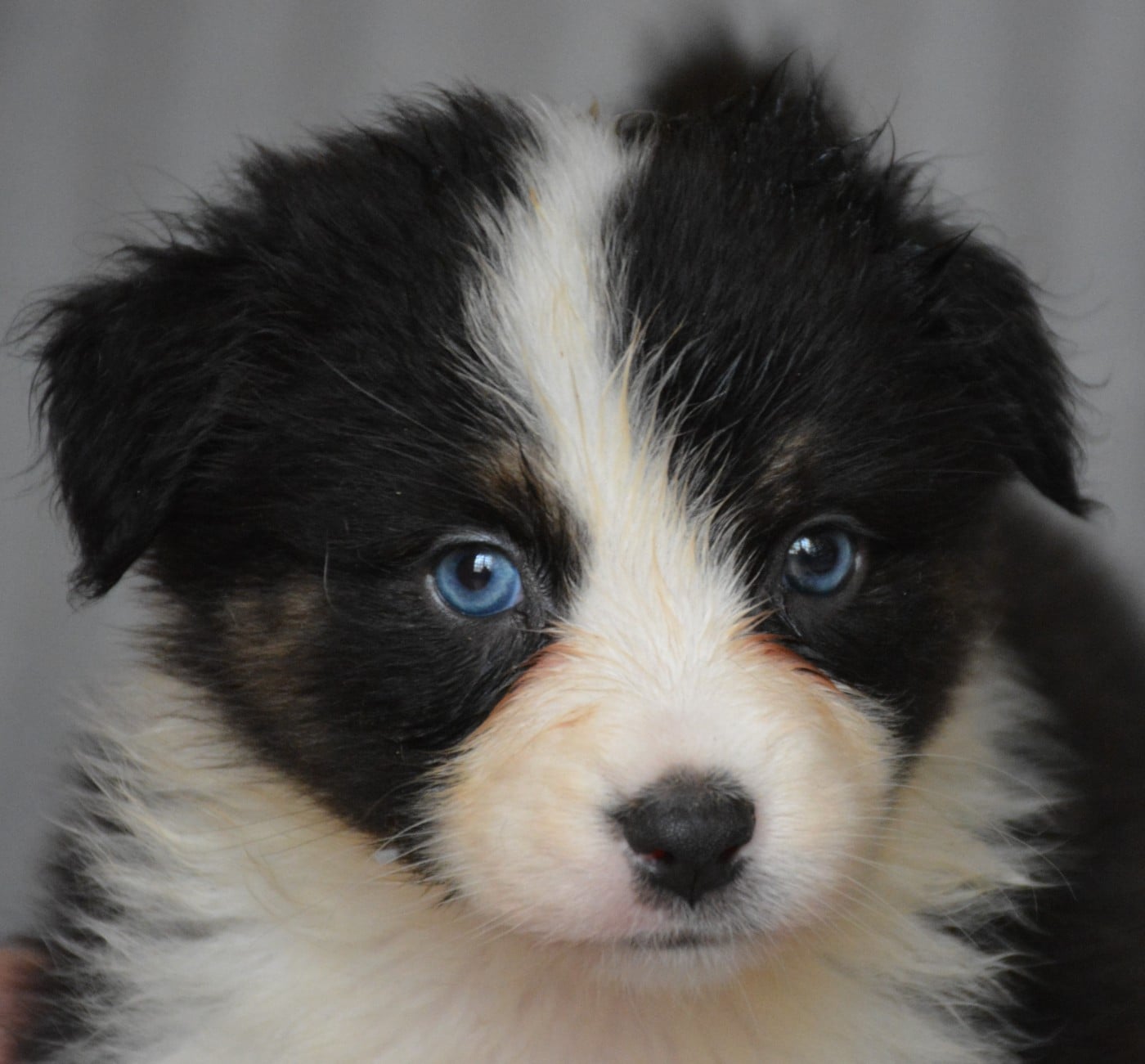 Berger Australien - du Domaine D'Eily