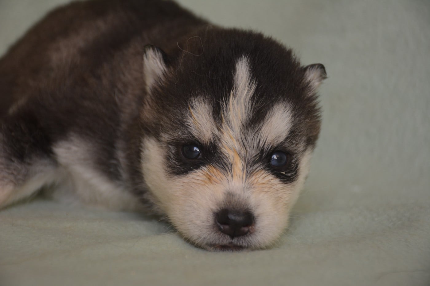 Siberian Husky - du Domaine D'Eily