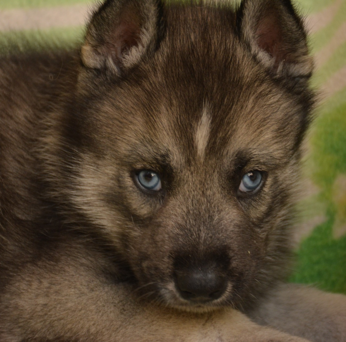 Chiot N°1
