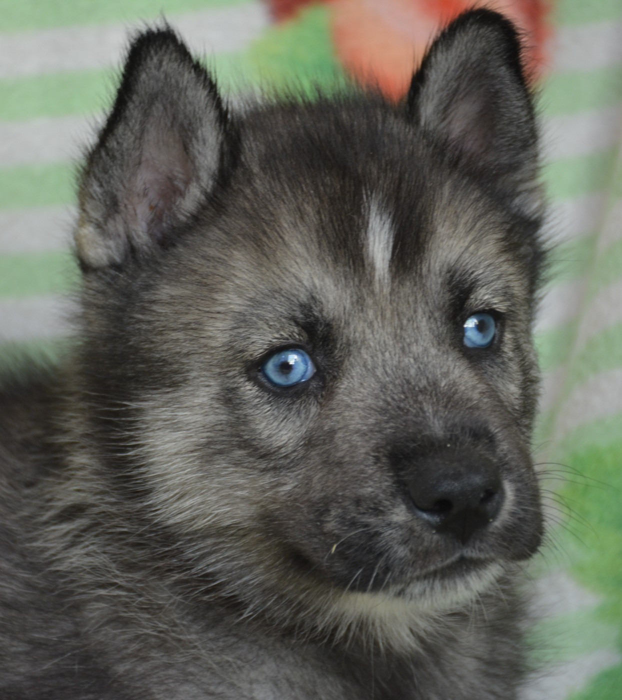 Chiot N°1