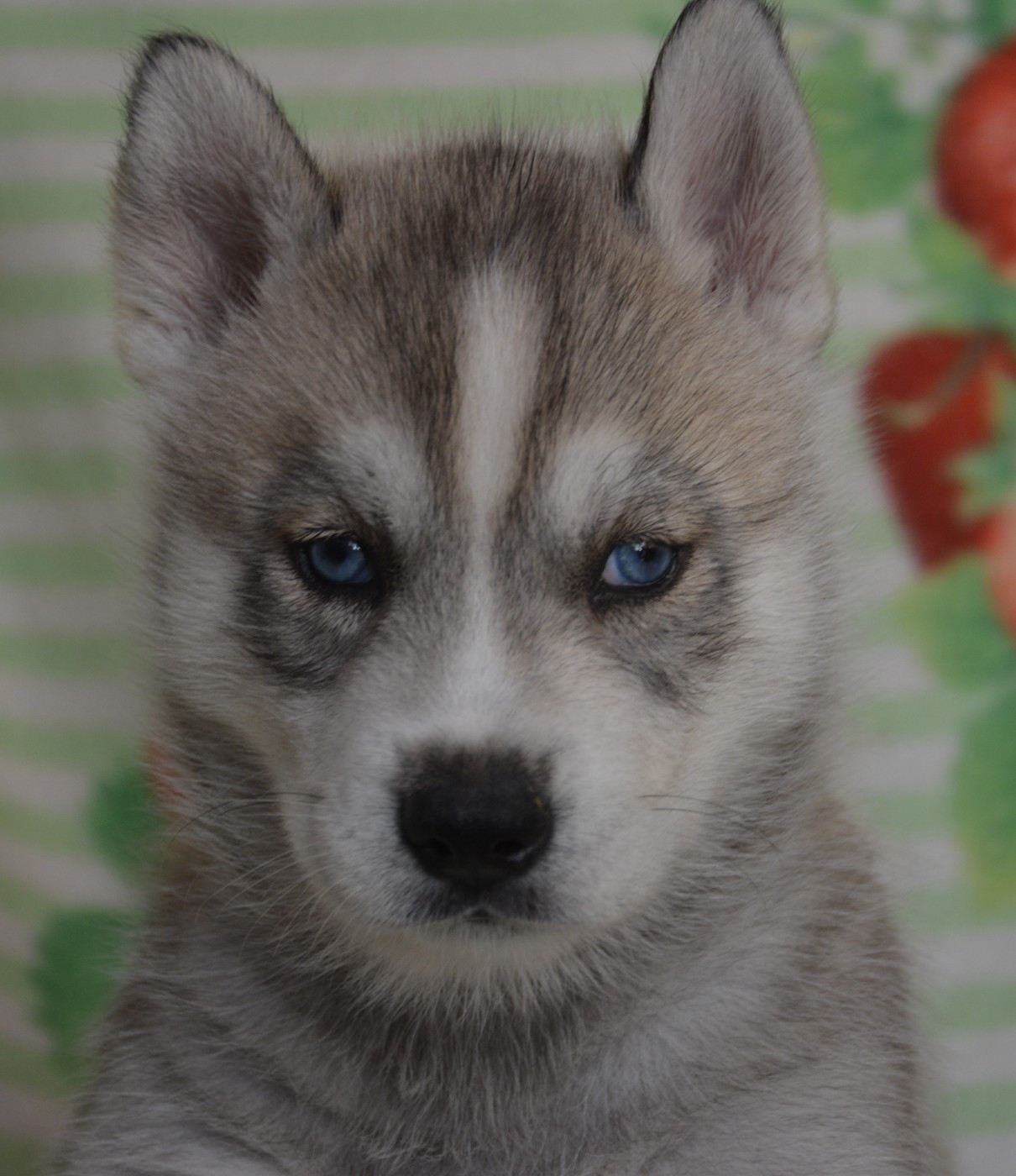 Chiot N°2