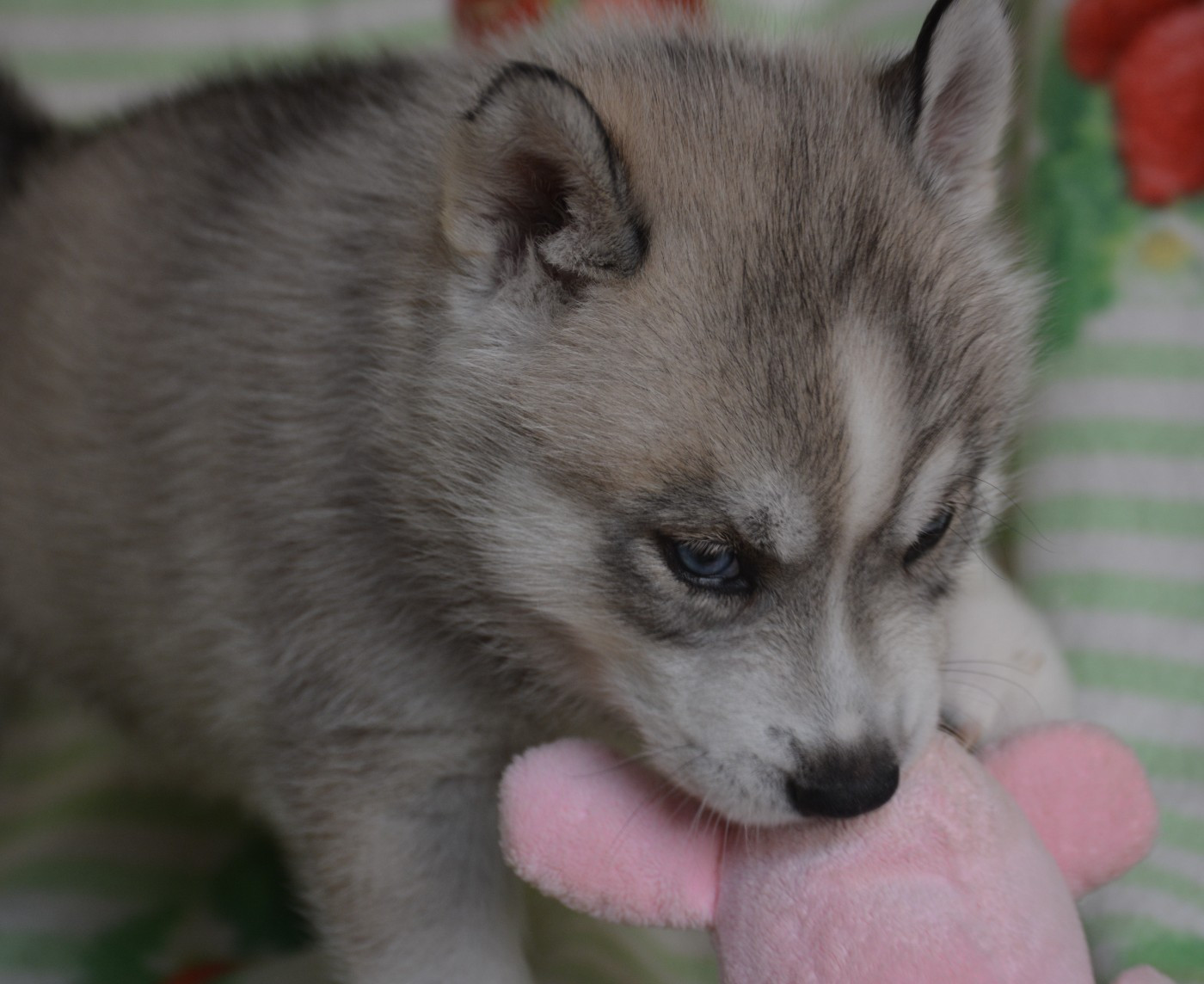 Chiot N°2