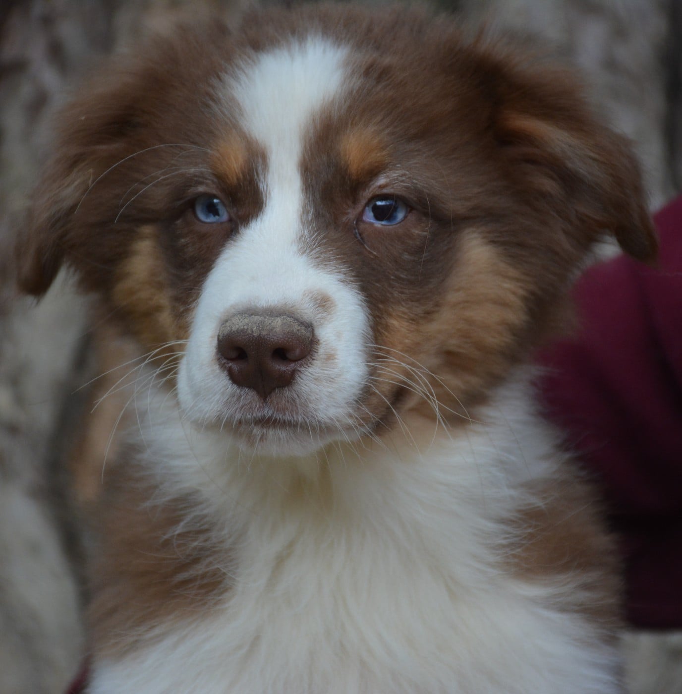 Chiot N°2 - Berger Australien