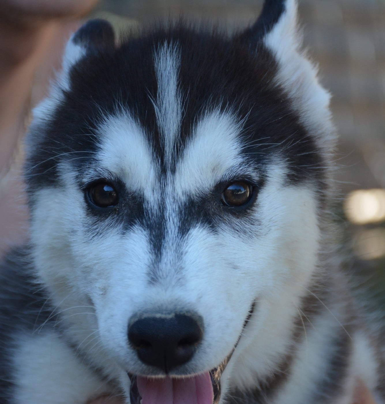 Siberian Husky - du Domaine D'Eily