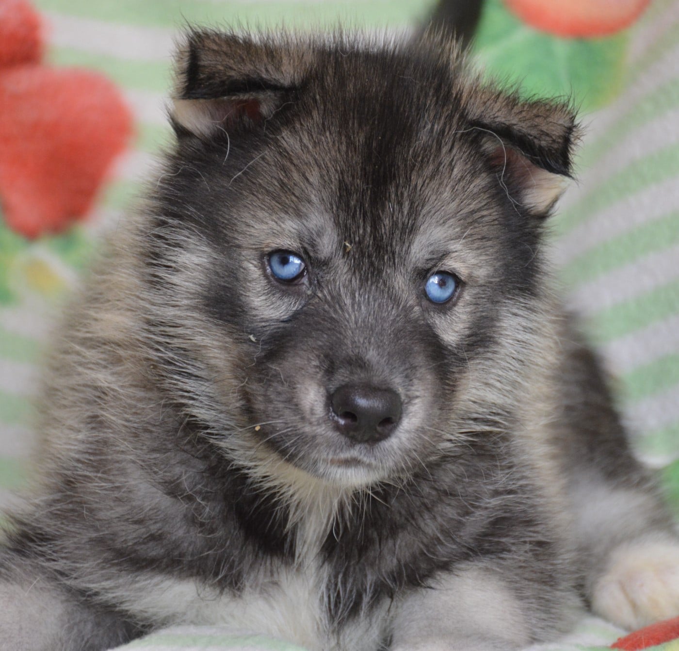 Siberian Husky - du Domaine D'Eily