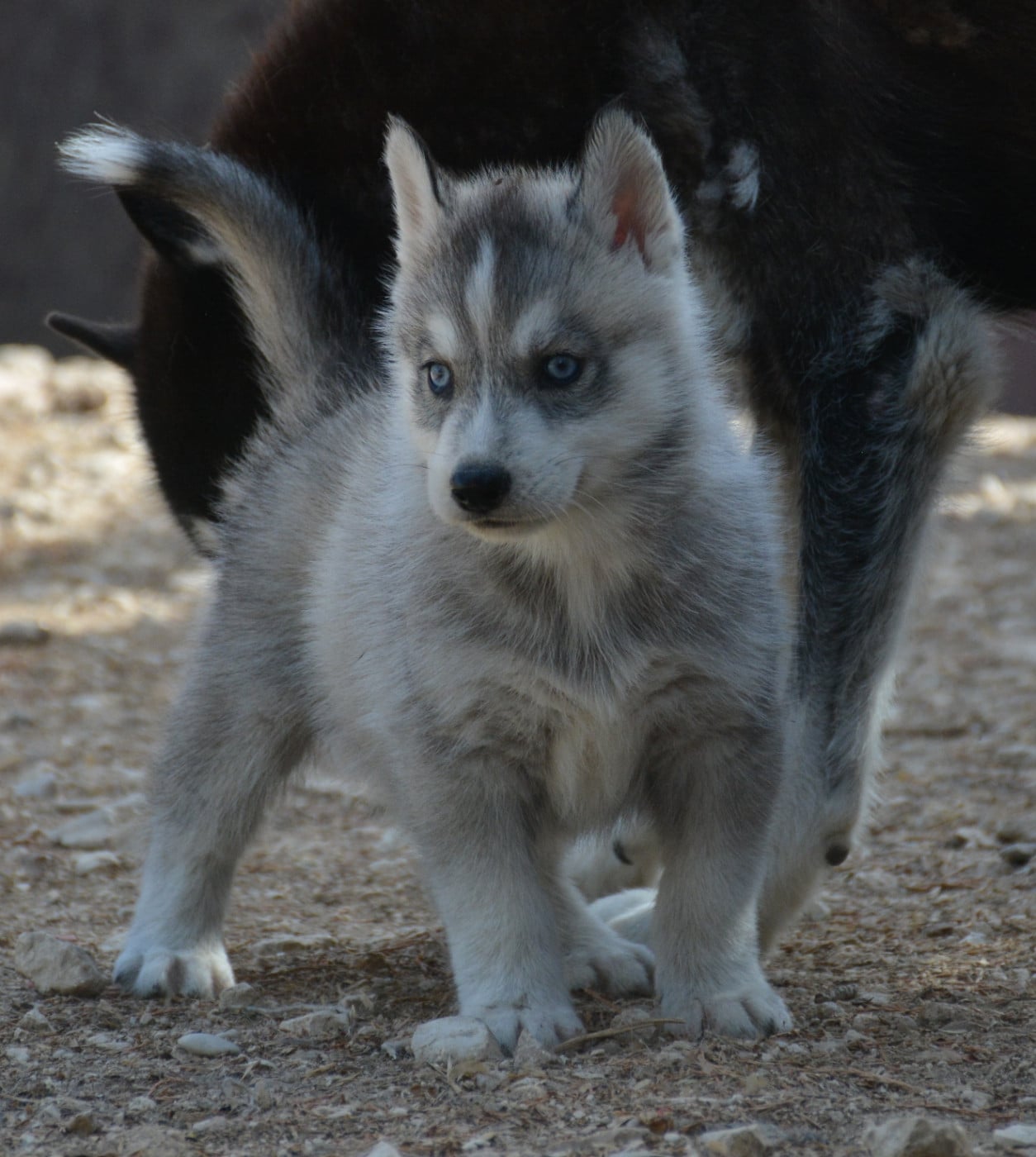 Chiot N°4