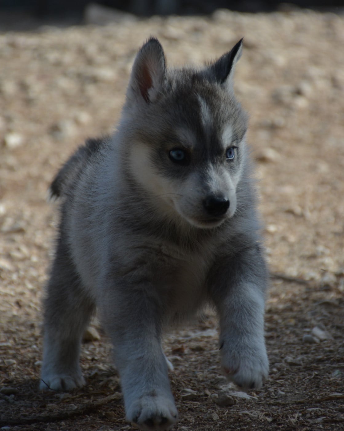 Chiot N°4