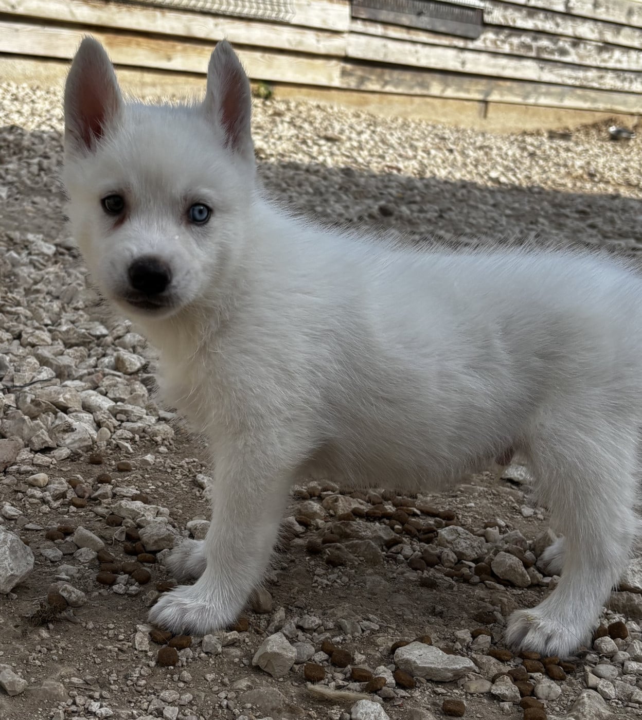 Chiot N°1 - Siberian Husky
