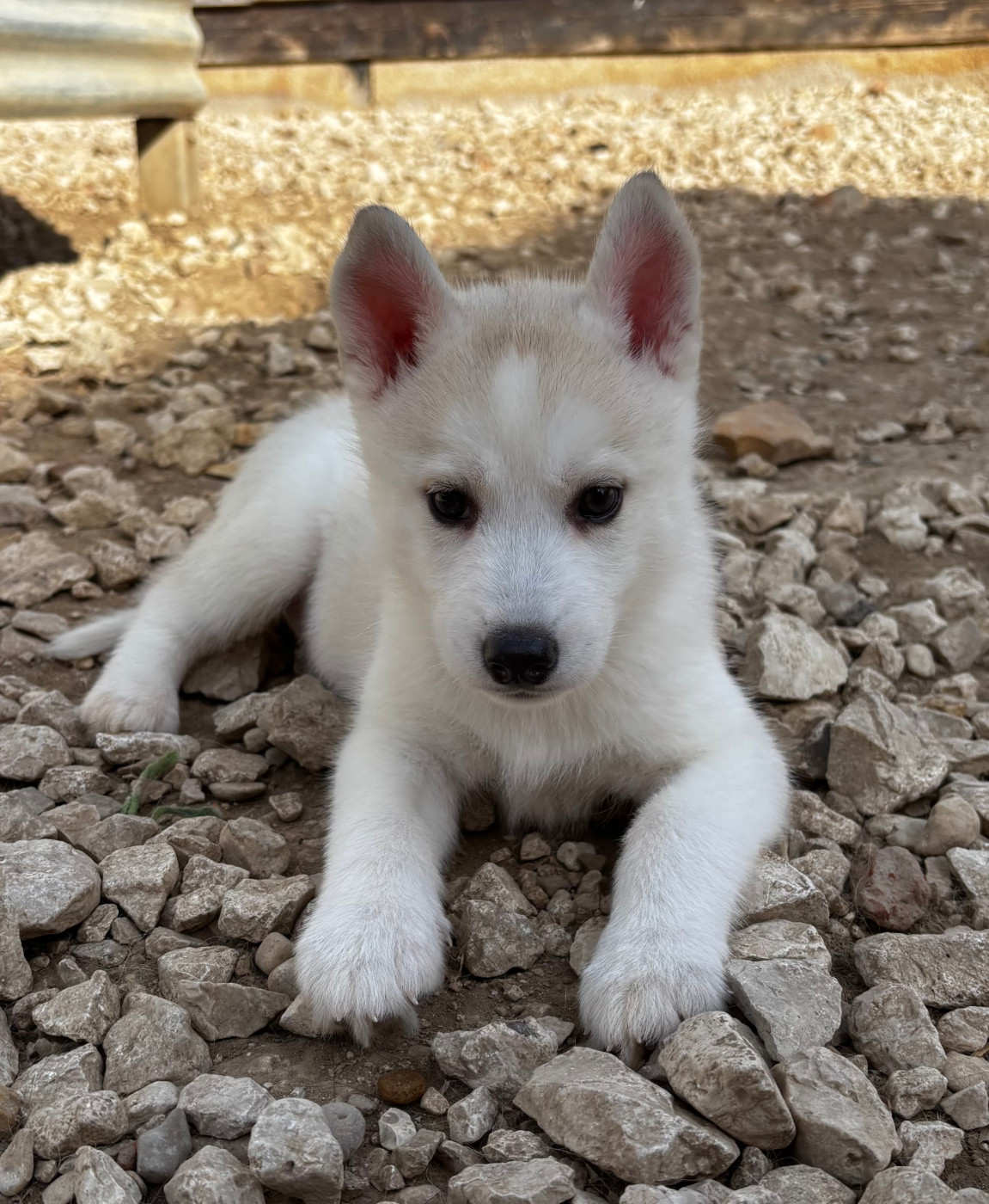 Chiot N°5 - Siberian Husky