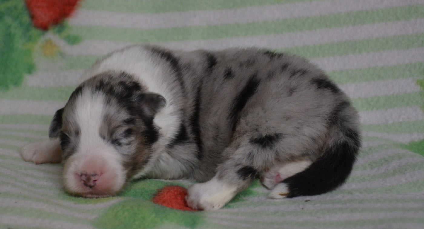 Chiot 1 - Berger Australien