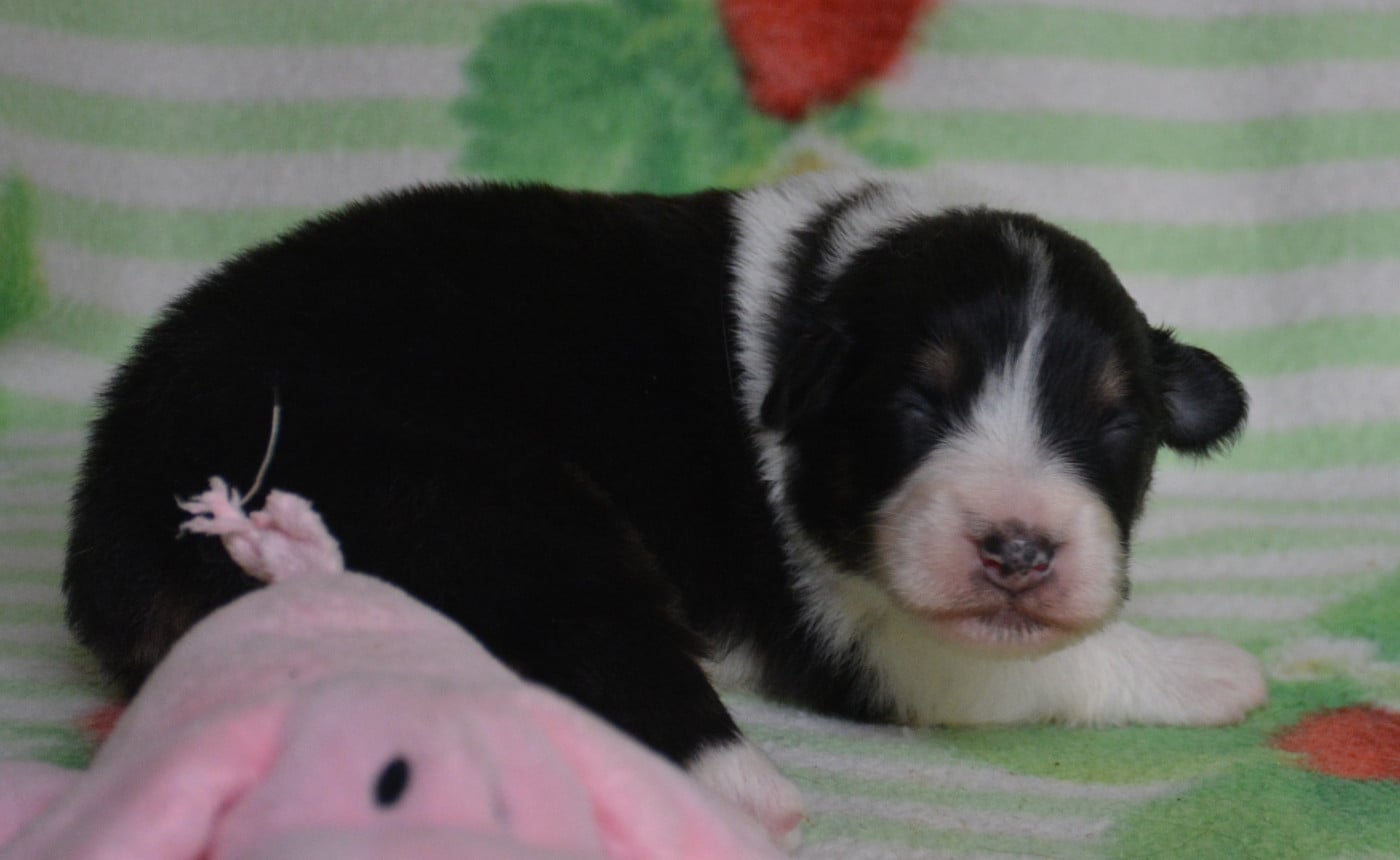 Chiot 5 - Berger Australien
