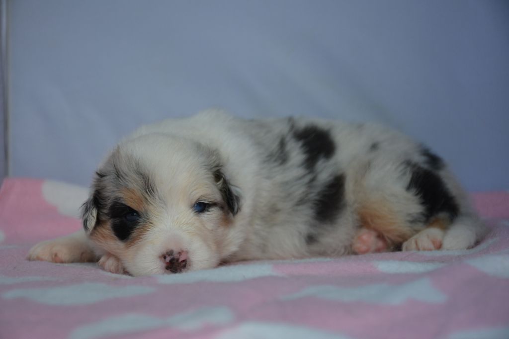 Chiot Berger Australien, femelle disponible en Ile De