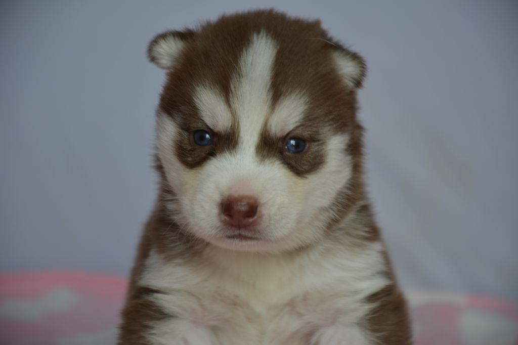 Chiot Siberian Husky, mâle disponible en Ile De France, 77