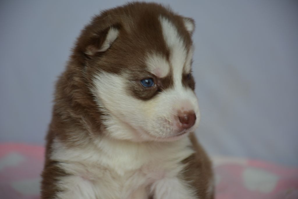 Chiot Siberian Husky, mâle disponible en Ile De France, 77