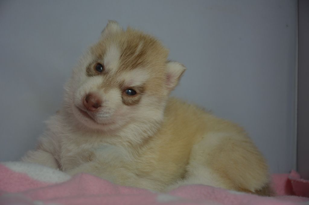 Chiot Siberian Husky, mâle disponible en Ile De France, 77