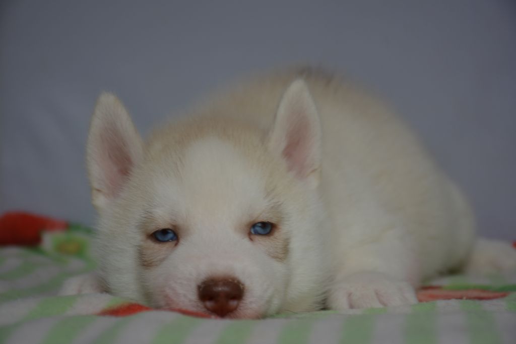 Chiot Siberian Husky, mâle disponible en Ile De France, 77