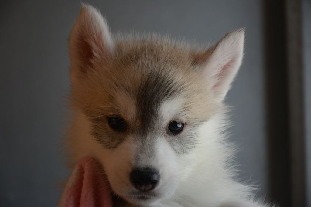 Chiot Siberian Husky, mâle disponible en Ile De France, 77