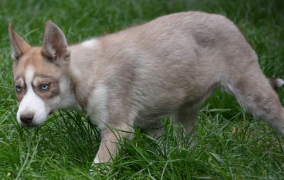 Les chiots de Siberian Husky