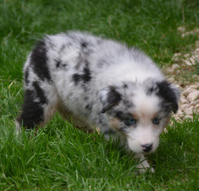 Les chiots de Berger Australien