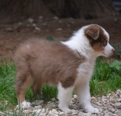 Les chiots de Berger Australien