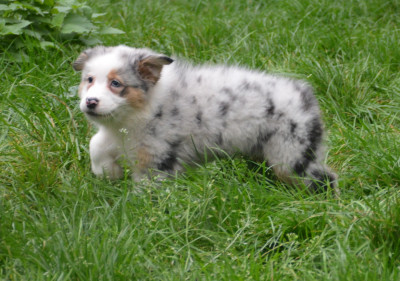 Les chiots de Berger Australien