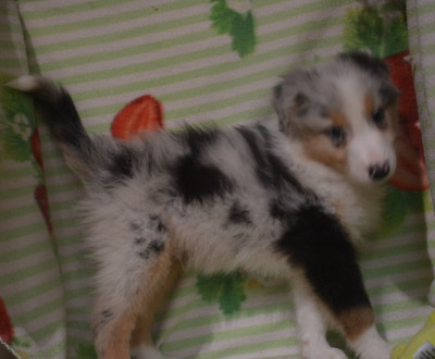 Les chiots de Berger Australien